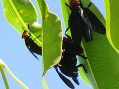Bromophila caffra