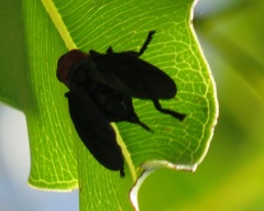 Bromophila caffra
