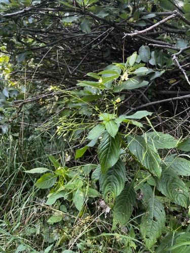 Smulkiažiedė sprigė