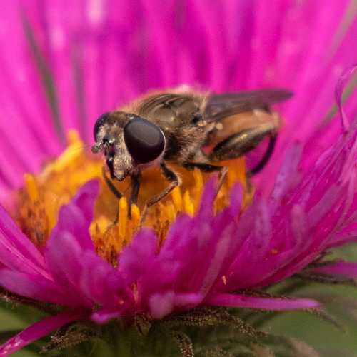 Unknown species found near Manito, Spokane, WA, USA