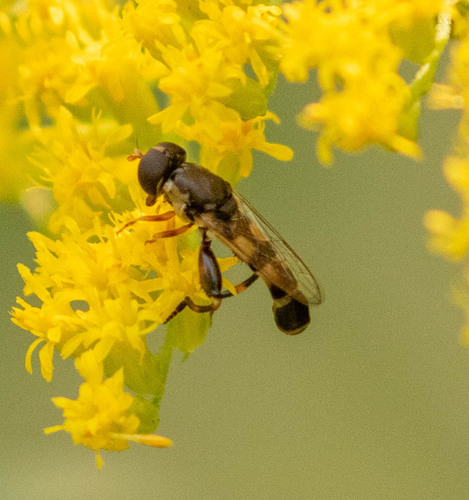 Unknown species found near Manito, Spokane, WA, USA