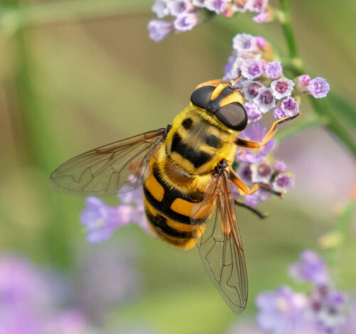 Unknown species found near Manito, Spokane, WA, USA