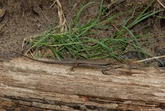 Trachylepis depressa