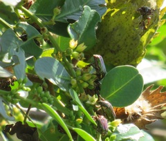 Leucocelis aeneicollis