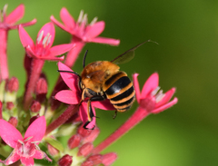Amegilla quadrifasciata maderae