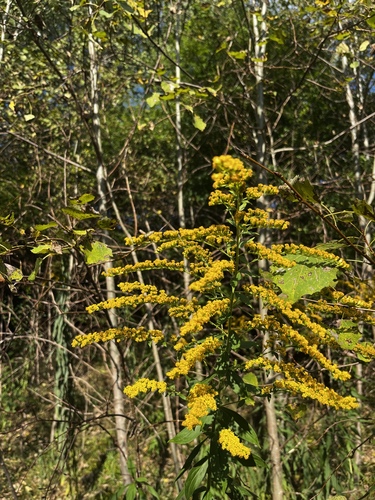 Kanadinė rykštenė