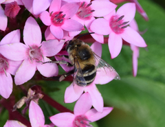 Amegilla quadrifasciata maderae