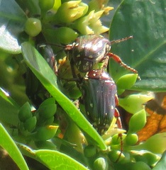 Leucocelis aeneicollis