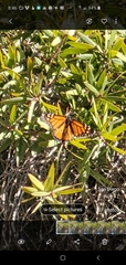 Danaus plexippus