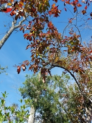 Oxydendrum