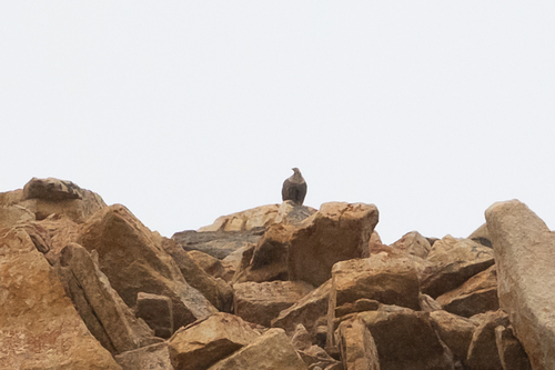 Himalayan Snowcock (Tetraogallus himalayensis), photo 7