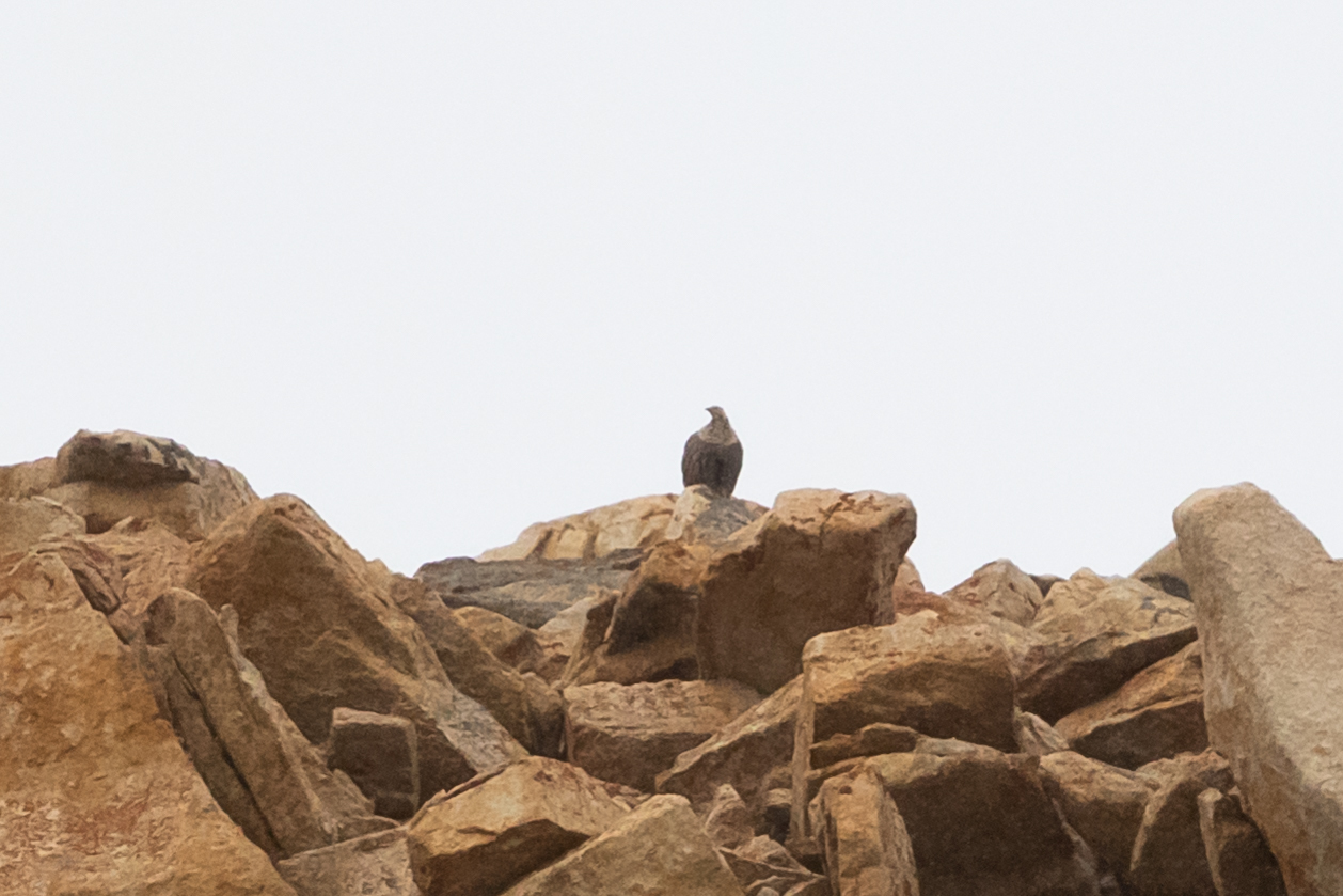 Himalayan Snowcock (Tetraogallus himalayensis), photo 5