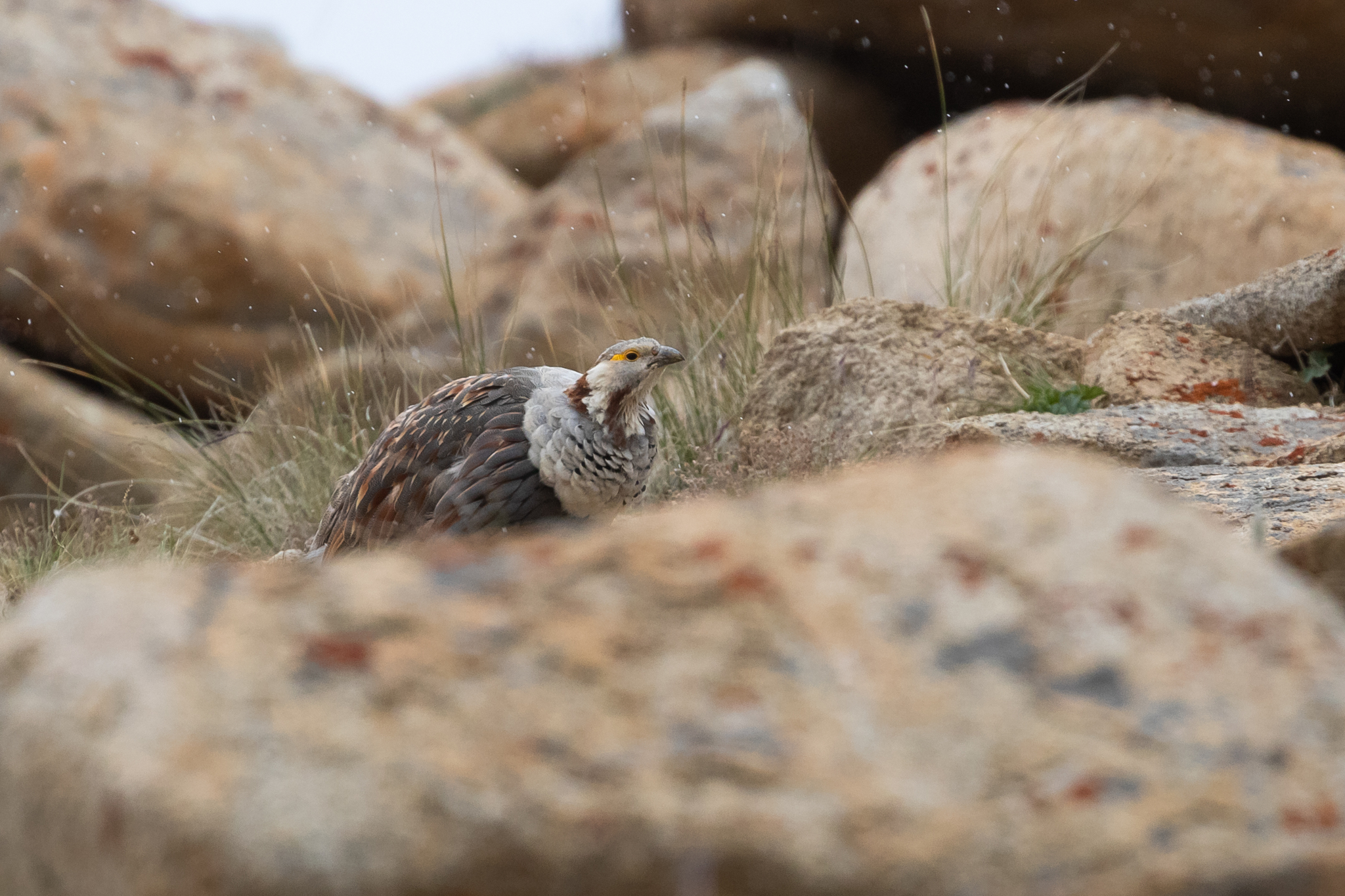 Himalayan Snowcock (Tetraogallus himalayensis), photo 8