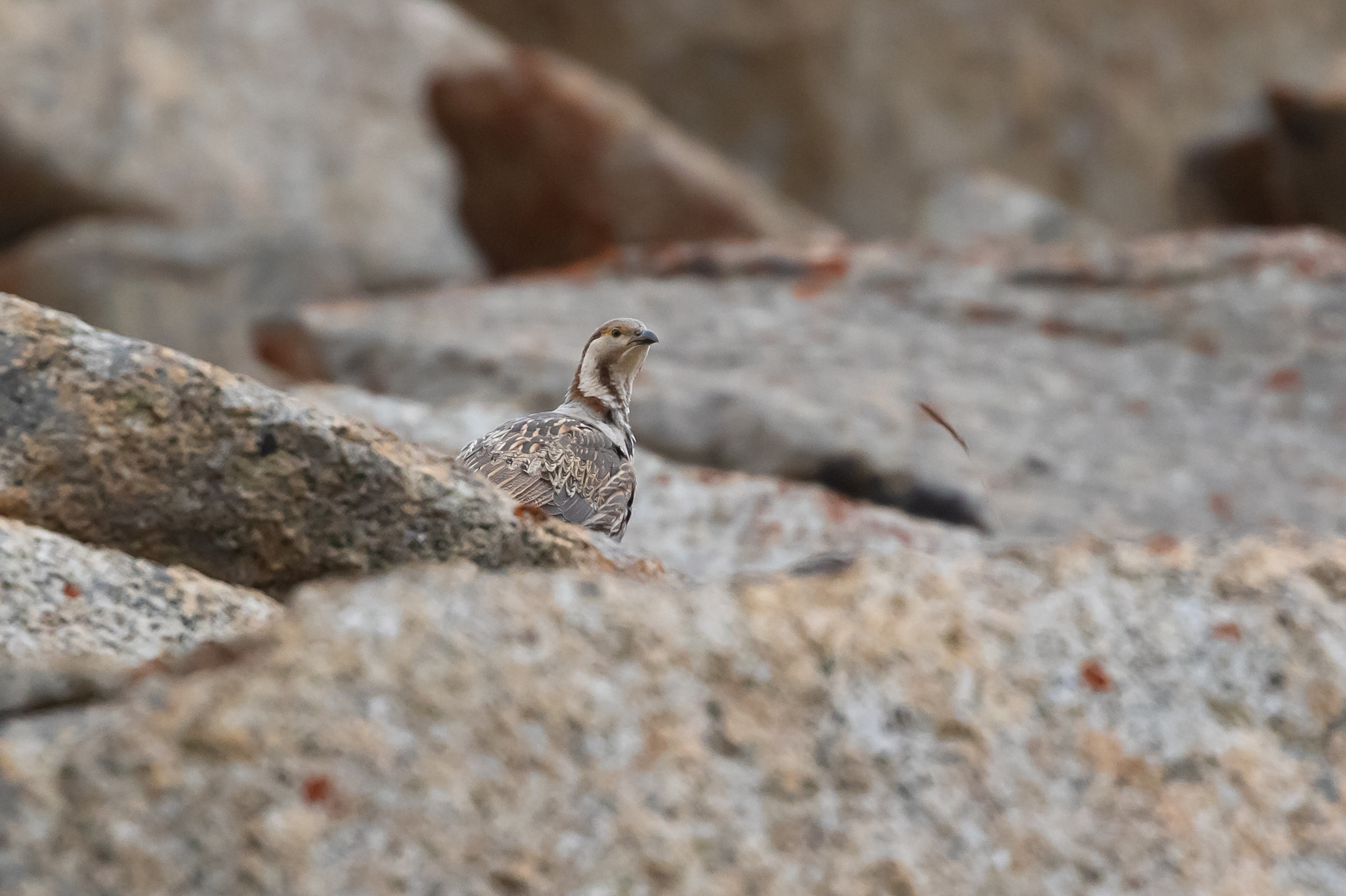Himalayan Snowcock (Tetraogallus himalayensis), photo 4