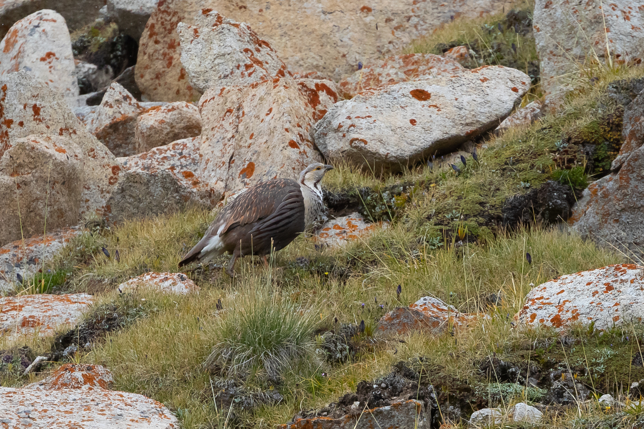 Himalayan Snowcock (Tetraogallus himalayensis), photo 6