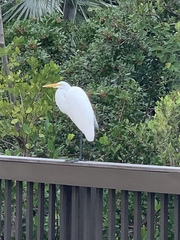 Ardea alba
