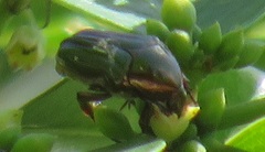 Leucocelis aeneicollis