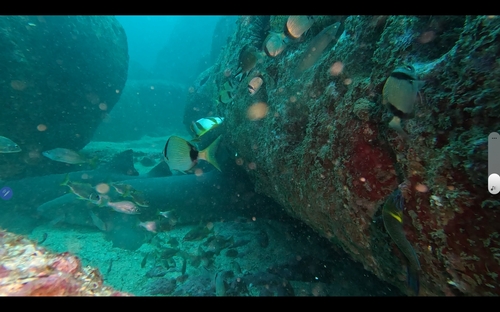 Nurse Shark