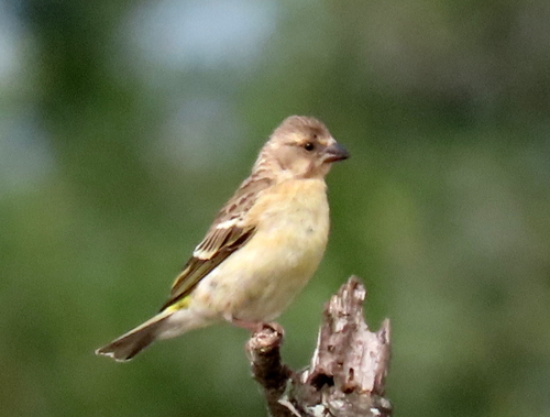 iNaturalist image
