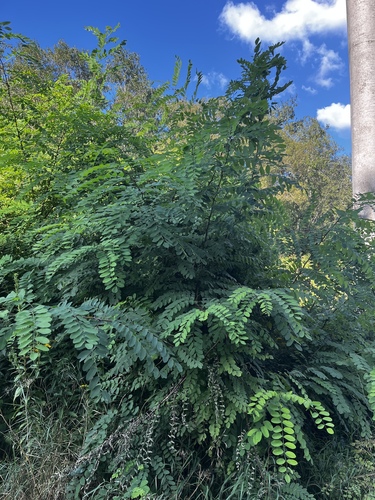 Baltažiedė robinija