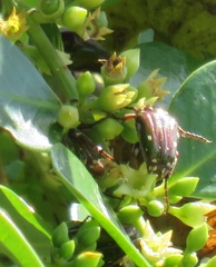 Leucocelis aeneicollis