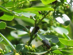 Leucocelis aeneicollis