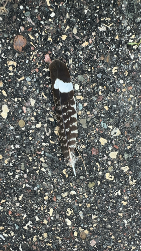 Plume de Engoulevent d'Amérique