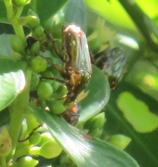 Leucocelis aeneicollis