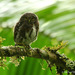 Costa Rican Pygmy-Owl - Photo (c) Michael Woodruff, some rights reserved (CC BY-SA)