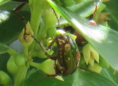 Leucocelis aeneicollis