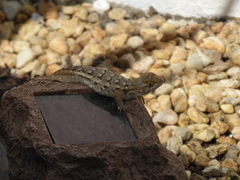 Sceloporus horridus