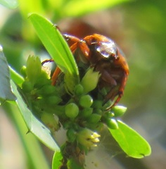 Pedinorrhina trivittata
