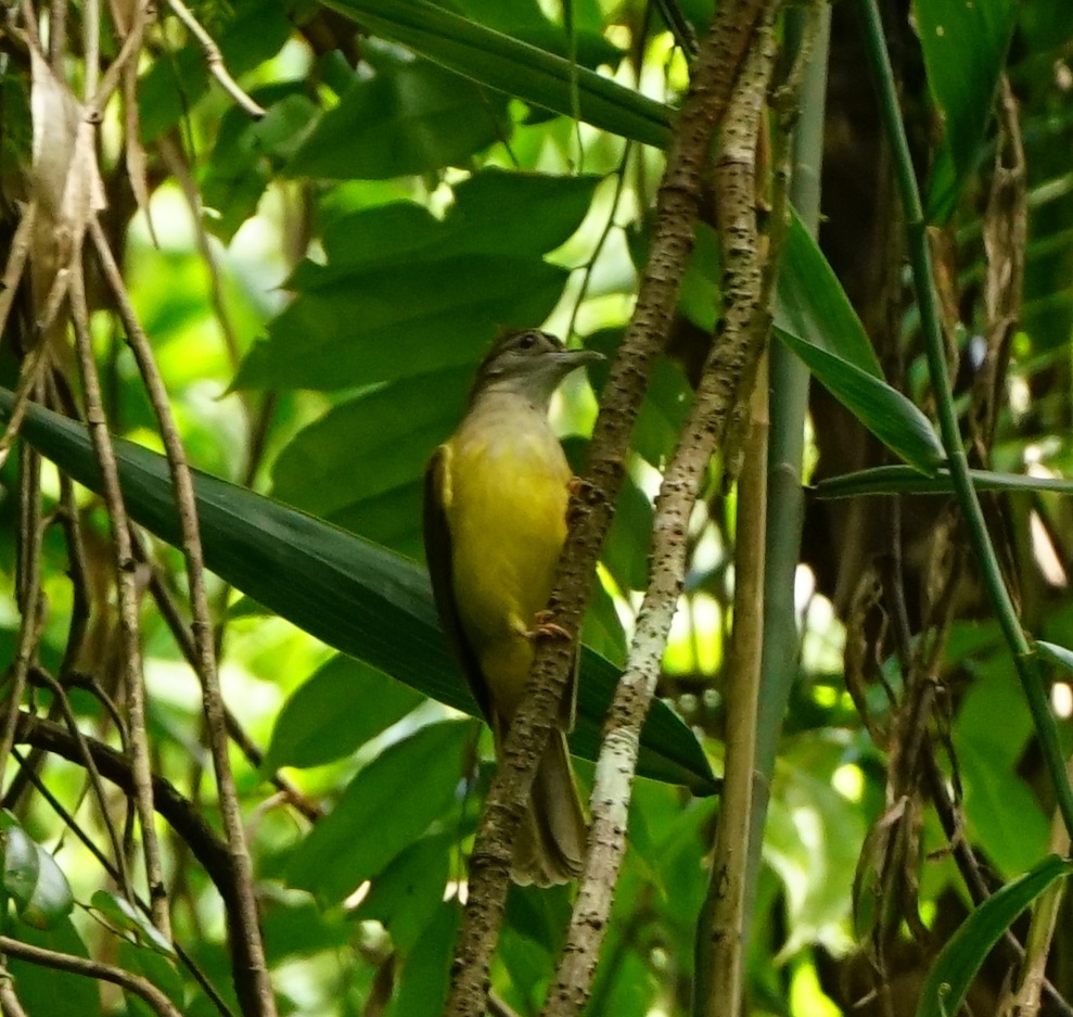 Palawan Bulbul (Alophoixus frater), photo 4