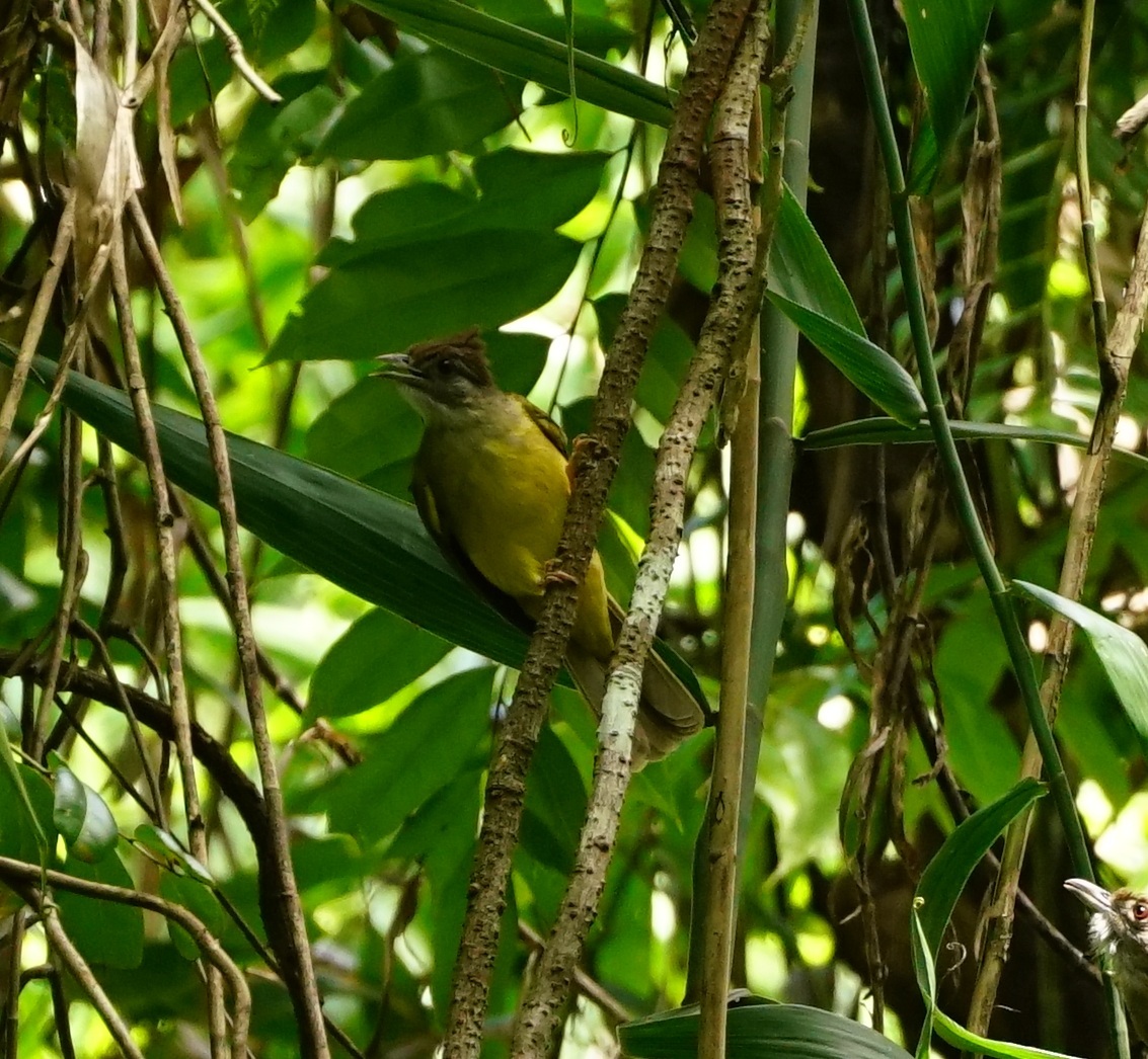 Palawan Bulbul (Alophoixus frater), photo 3
