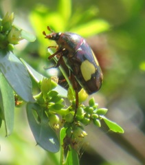 Pedinorrhina trivittata