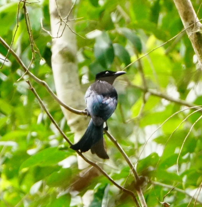 Palawan Drongo (Dicrurus palawanensis), photo 3