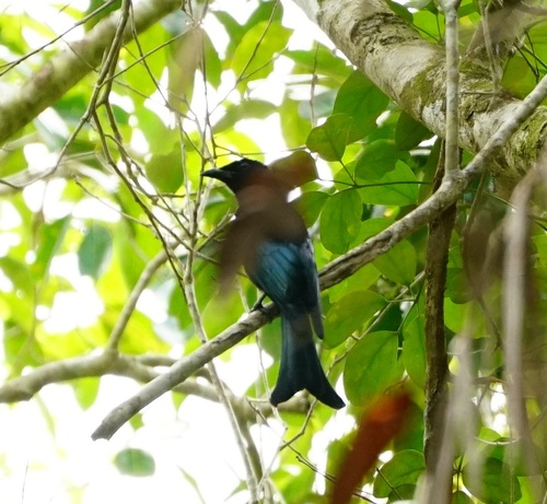 Palawan Drongo (Dicrurus palawanensis), photo 2