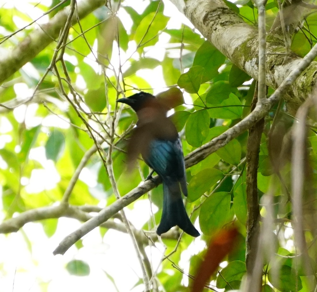 Palawan Drongo (Dicrurus palawanensis), photo 2