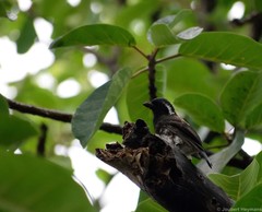 Stactolaema leucotis