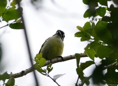 Pogoniulus bilineatus