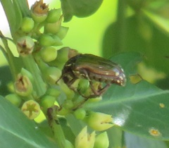 Leucocelis aeneicollis