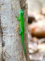 Phelsuma grandis