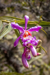 Sobralia dichotoma