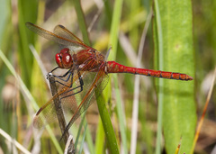 Sympetrum madidum