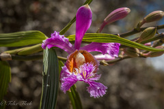 Sobralia dichotoma
