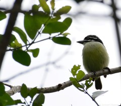 Pogoniulus bilineatus