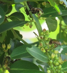 Leucocelis aeneicollis