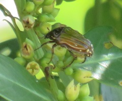 Leucocelis aeneicollis