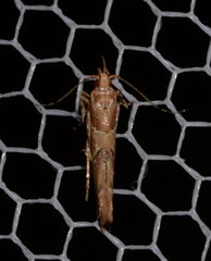 Pyroderces