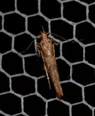 Pyroderces